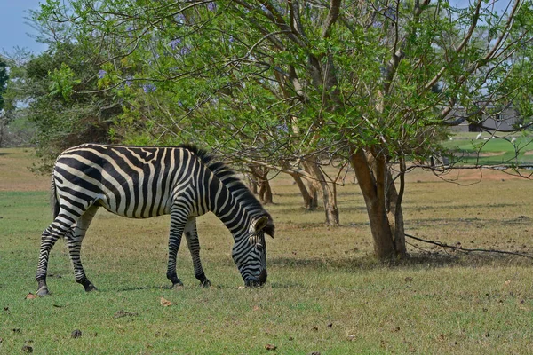 Zebra Vid Pazuri Park Nära Staden Lusaka Zambia Afrika — Stockfoto