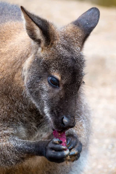 Yemek Tutan Bir Kangurunun Dikey Yakın Çekimi — Stok fotoğraf