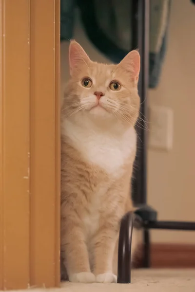 Colpo Verticale Gatto Della Casa Beige Piedi Accanto Telaio Della — Foto Stock