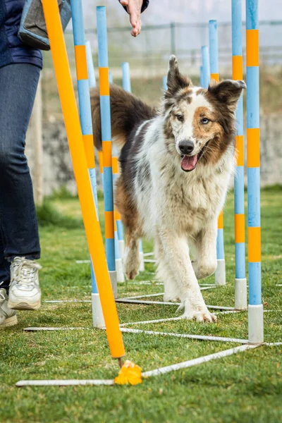 Selettivo Cane Campo Agilità — Foto Stock