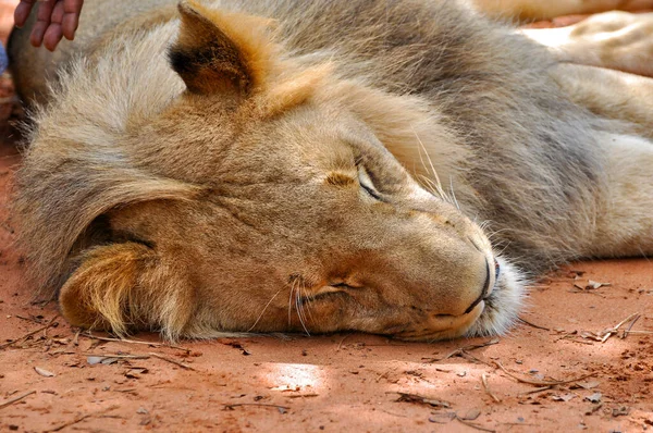 アフリカのザンビアのビクトリア滝の近くの保護区にいる若い雄ライオン — ストック写真