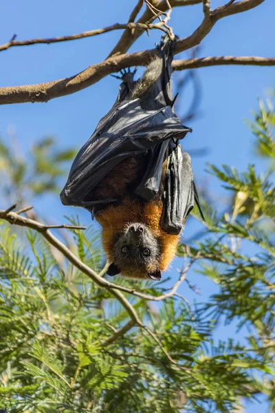 Fruktfladdermus Brottas Trädgren — Stockfoto