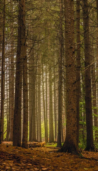 Les Grands Arbres Dans Une Forêt Automne — Photo