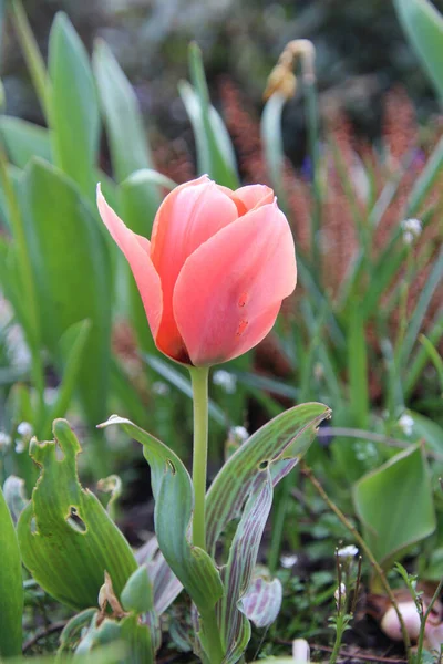 Pionowe Ujęcie Różowego Tulipana Polu — Zdjęcie stockowe