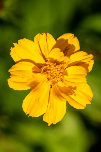 Plano Enfoque Superficial Una Flor Cosmos Amarilla Jardín Luz Del —  Fotos de Stock