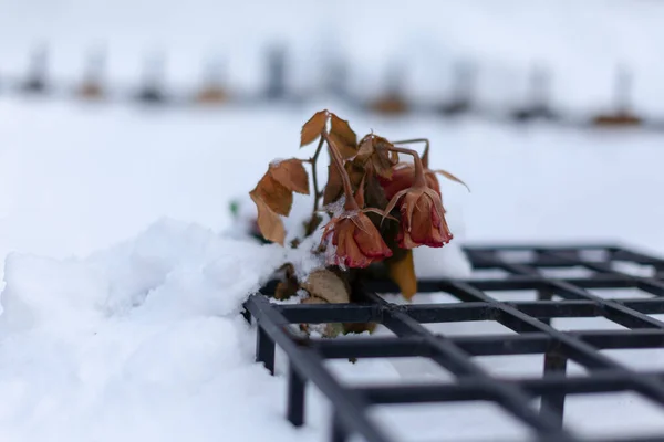 Zbliżenie Uschnięte Róże Uszczypnięte Śniegu Rozmytym Tle — Zdjęcie stockowe