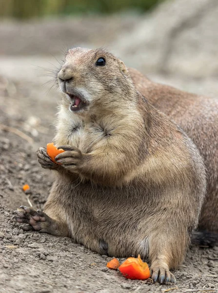 Primer Plano Vertical Divertido Perro Pradera Con Comida Cynomys — Foto de Stock