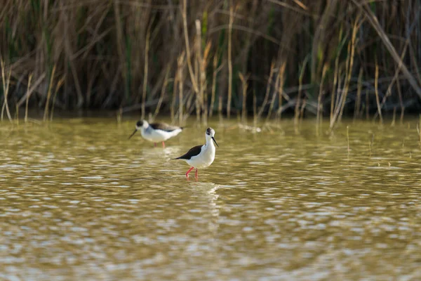 A Black-winged stilts walking in the water on a blurry background