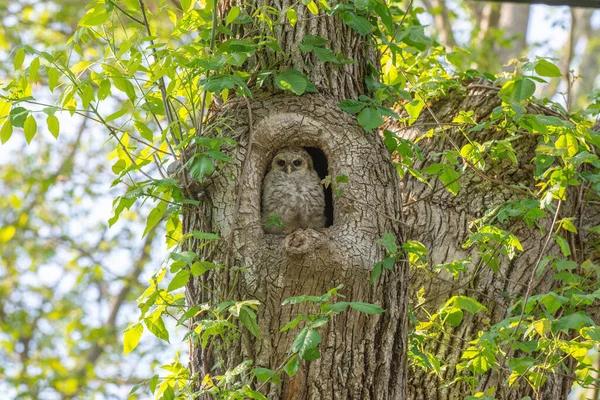 Gezicht Een Bosuil Bruine Uil Strix Aluco Zittend Een Boomholte — Stockfoto