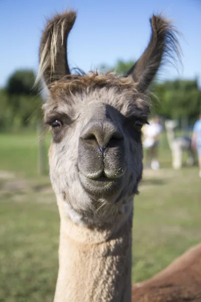 Gros Plan Tête Lama Mignon — Photo