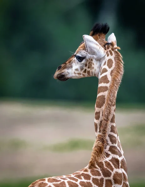 Gros Plan Vertical Girafe Bébé — Photo