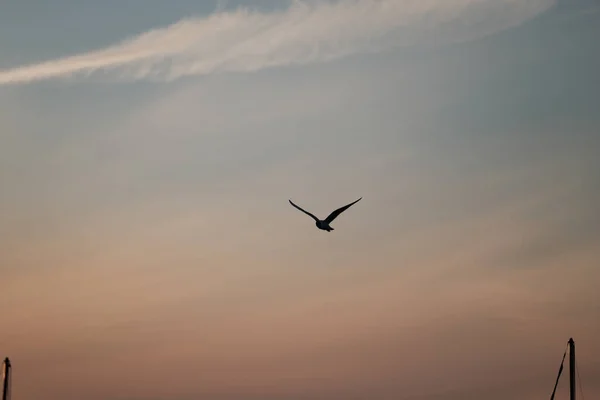 Silhouette Bird Flying High Cloudy Sky Sunset — Stock Photo, Image