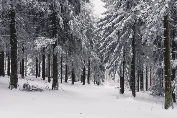 德国黑森市的一片森林 树枝上撒满了大树和雪 — 图库照片