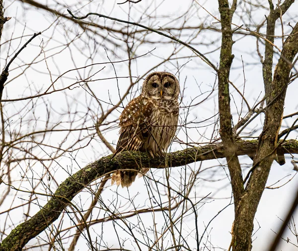 Closeup Barred Owl Perched Bare Branch Tree Gloomy Day Stock Image