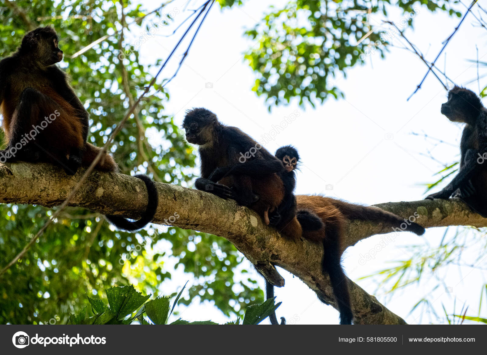 Cria de Macaco-aranha - 2022