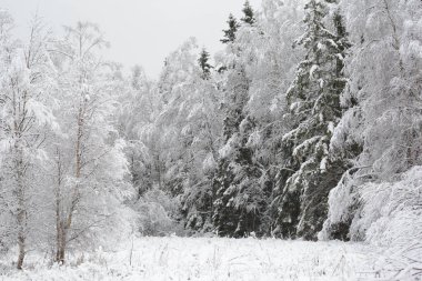 İsveç 'te karla kaplı ağaçlarla kaplı bir manzara