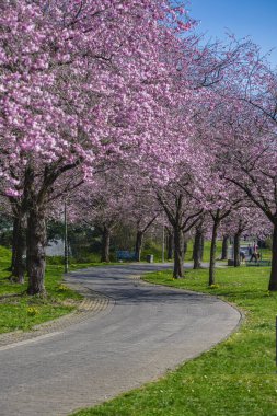 Bir parkta çiçek açan kiraz çiçeğinin dikey fotoğrafı.