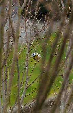 Bahçedeki ağaçtaki kuşun dikey görüntüsü.