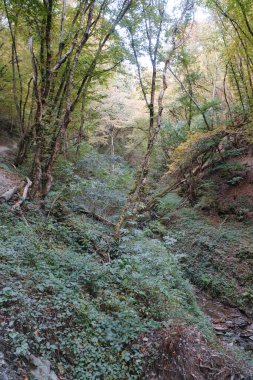 Güneşli bir günde güzel bir ormanın dikey görüntüsü.