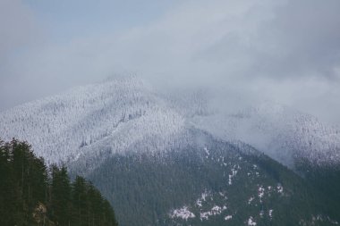 Karla kaplı ve sisli bir günde yeşil ağaçlarla çevrili dağların manzarası.