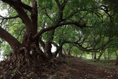 Fuxian Gölü yakınlarında esrarengiz dalları olan yaşlı bir ağaç, Yunnan, Çin