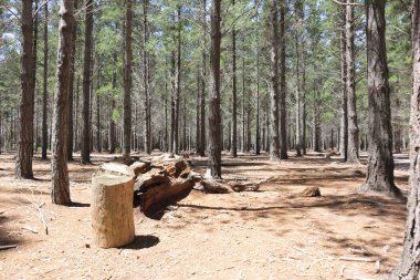 Parlak güneş ışığı altındaki bir ormanda simetrik olarak dikilmiş ağaçların görüntüsü