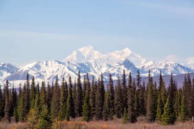 Arka planda Denali Dağı olan kozalaklı bir orman, Alaska, ABD