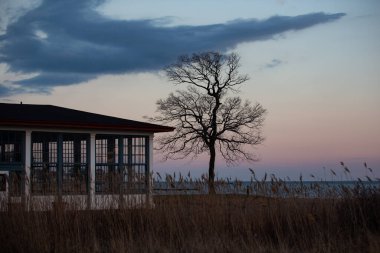 Okyanusa karşı ağaçlı eski bir ev fotoğrafı.