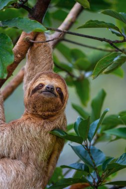 Kosta Rika 'daki Manuel Antonio Ulusal Parkı' nda yeşil yapraklı bir ağaçta bir Tembel 'in yakın çekimi.