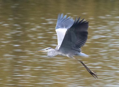Gri balıkçıl gölün üzerinde uçarken seçici bir odak noktası.