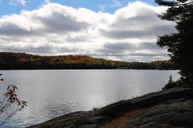 Arka planda orman olan bir göle yakın çekim.