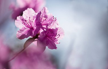 Bahçesinde yeşil yapraklar olan güzel bir Rhododendron çiçeğinin seçici odak noktası.