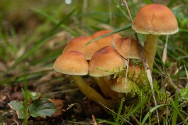 Bahçede yetişen bir mantarın yakın plan çekimi. Gündüz vakti yeşil çimenlerin arasında bulanık bir arka plan.