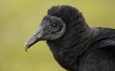 Siyah arka planı koyu sarı olan bir Kara Akbaba 'nın makro portresi.
