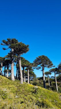 Şili 'nin yamaçlarındaki yeşil ağaçların dikey görüntüsü