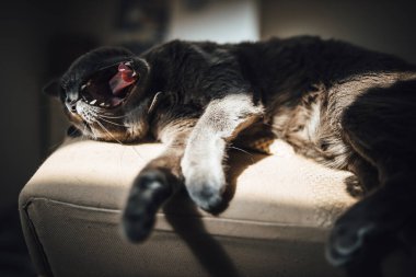 Kanepede uzanmış, güneş ışığı altında esneyen Rus Mavi kedisinin yakın çekimi..