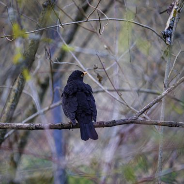 Bulanık bir arka planı olan bir ağaç dalında duran bir karatavuğun arka görüntüsü