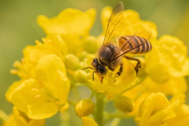 Sarı çiçeğin polenini toplayan bal arısının yakın plan fotoğrafı.