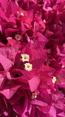 Çiçek açan koyu pembe Bougainvillea çiçeklerinin dikey yakın çekimi.