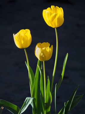 Sarı lalelerin dikey yakın çekimi güneş ışığında bir bahçede büyüyor.