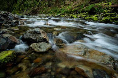 Goldstream Parkı 'ndaki yumuşak ipeksi suyla hızlı akan bir nehrin yakın çekimi.