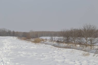 Çıplak dalları kışın karla kaplanmış ağaçların manzarası.