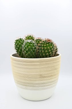 Beyaz arka planda izole edilmiş bir tencerede dikenli kaktüsün dikey yakın çekimi