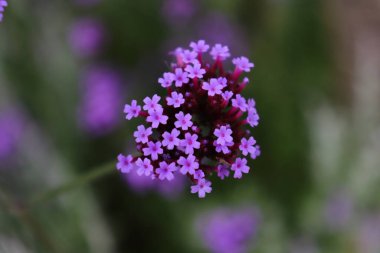 Verbena Bonariensis 'e yakın çekim. Sığ odak.