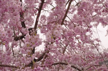 Bahar mevsiminde parkta güzel bir kiraz çiçeği açar, doğal çiçek arkaplanı..