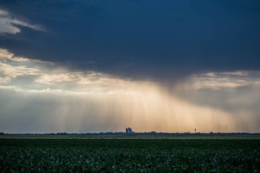Fırtınalı havadan sonra karanlık gökyüzünün altında bitkilerle dolu bir çayır manzarası.