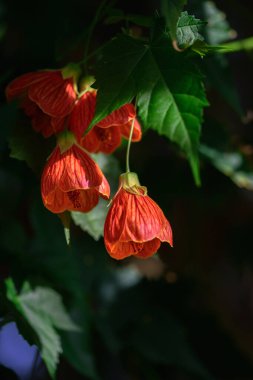 Parkta güzel çiçeklerin yakın çekimi.
