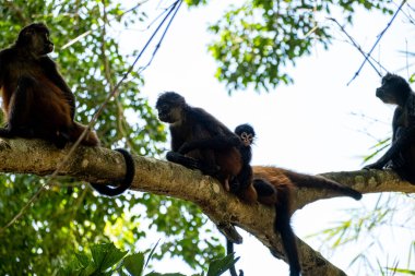 Güneşli bir günde, ormandaki büyük bir ağaç dalında oturan bir grup maymunun güzel bir fotoğrafı.