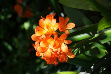 Bahçede yeşil yapraklı renkli Clivia çiçeklerinin dikey çekimi