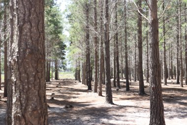 Parlak güneş ışığı altındaki bir ormanda simetrik olarak dikilmiş ağaçların görüntüsü